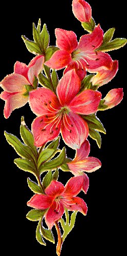 цветы - цветы - оригинал