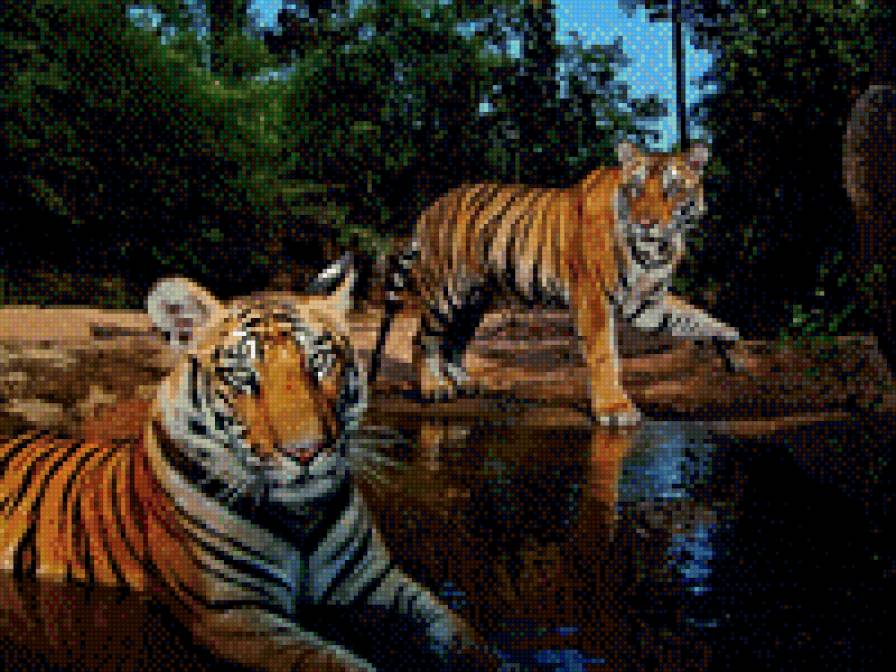 тигры - тигры - предпросмотр