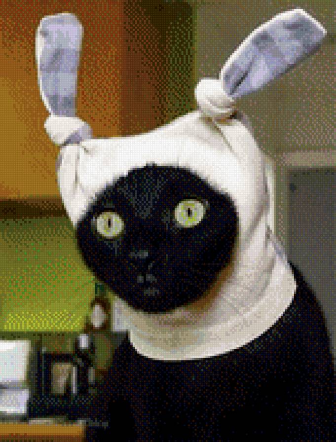 Смешной кот) - животные, прикол, юмор, кот - предпросмотр