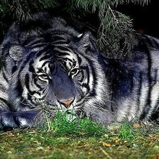 Схема вышивки «тигр»