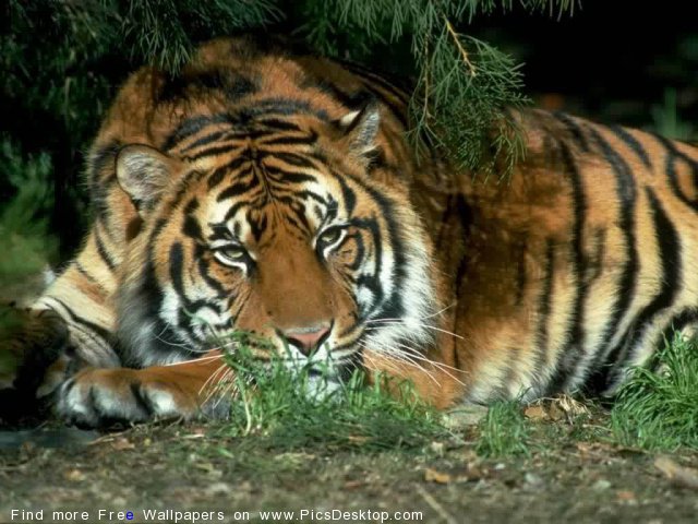 тигр - тигры - оригинал