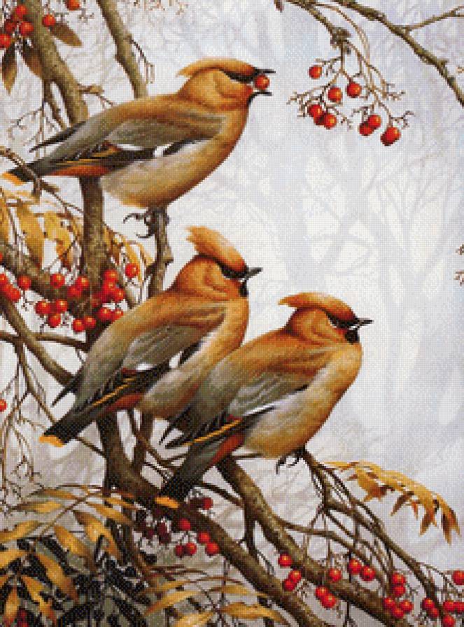 №500916 - птицы, природа, пейзажи - предпросмотр