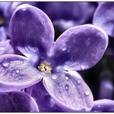 Схема вышивки «сирень»