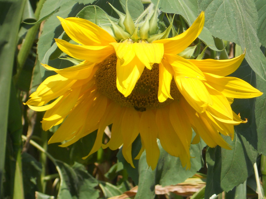 подсолнух - цветы - оригинал