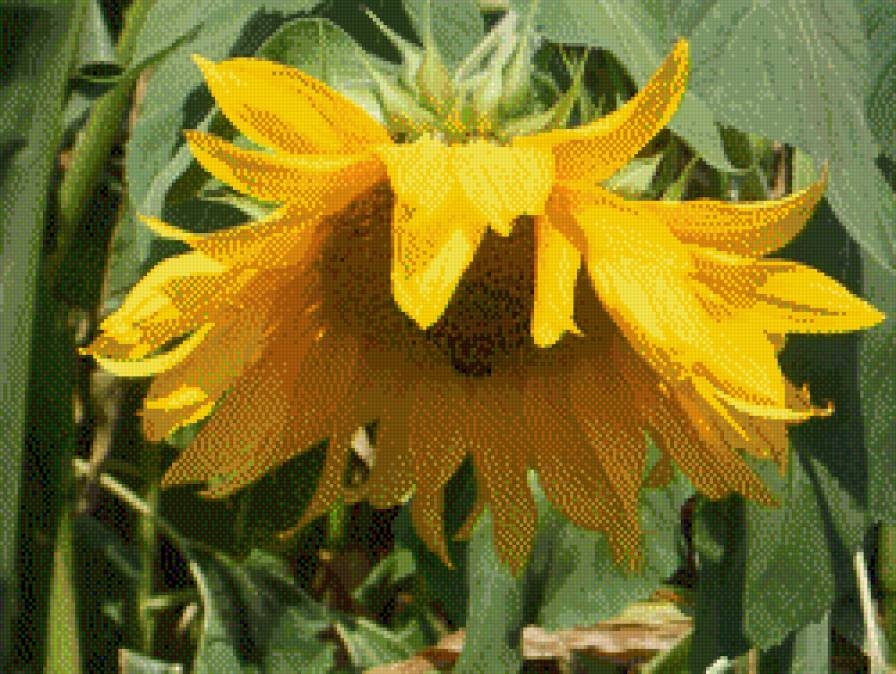 подсолнух - цветы - предпросмотр