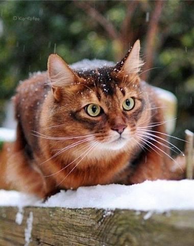 дикий котик! - животные, кошки - оригинал