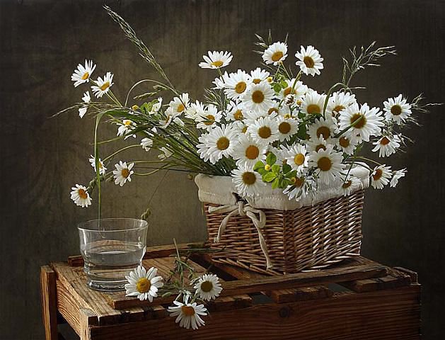 ромашки - оригинал