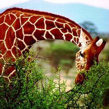 Схема вышивки «жираф»