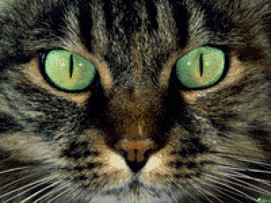 кошка - предпросмотр