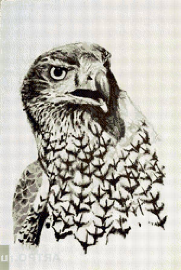 орёл монохром - орел, животные, птицы - предпросмотр