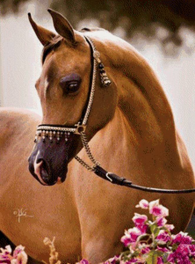 грация - предпросмотр