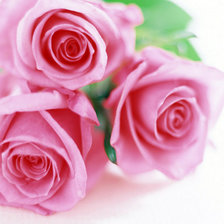 Схема вышивки «Розы»