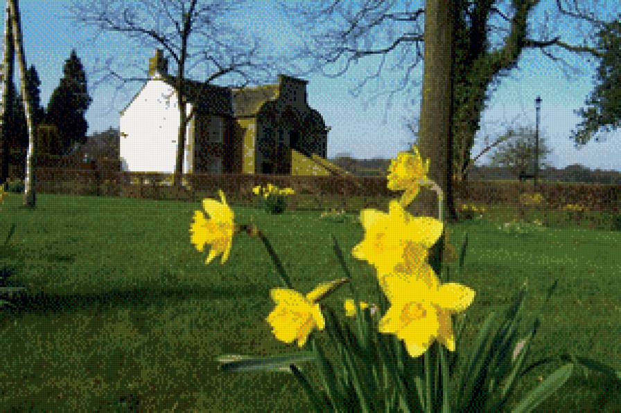 Пейзаж - нарциссы, природа, дом, цветы - предпросмотр