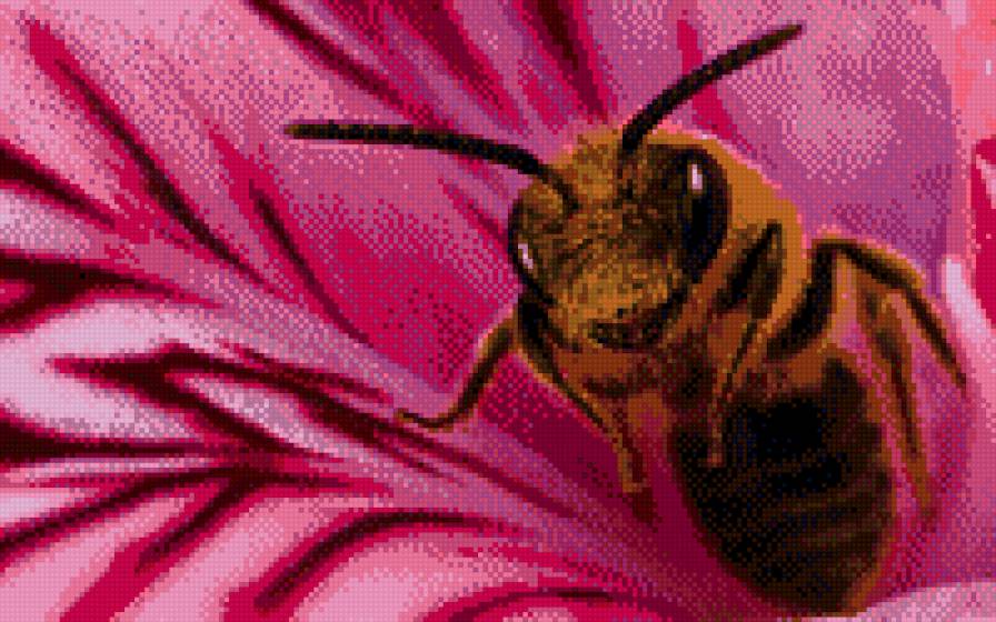 Пчела - макро, природа, пчела, цветы, насекомые - предпросмотр