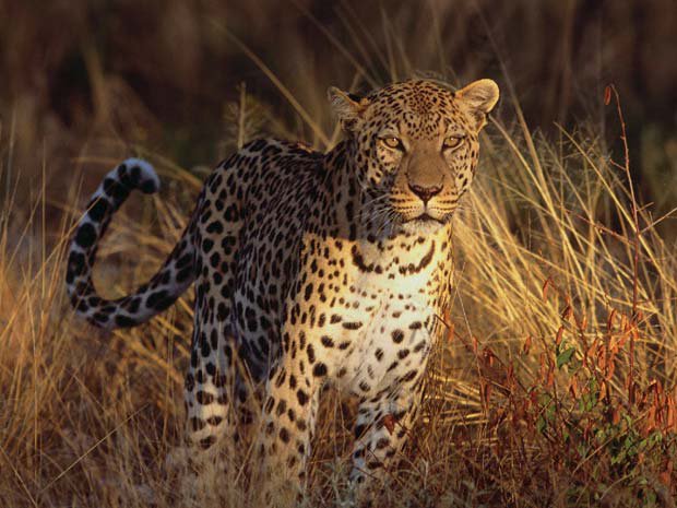 Леопард - леопард, звери, животные, природа - оригинал