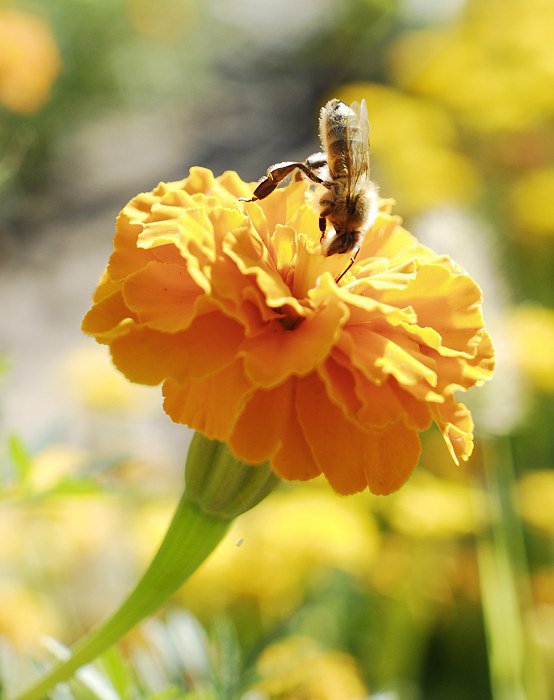 бархатцы - пчела, цветы, природа - оригинал