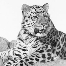 Схема вышивки «гепард»