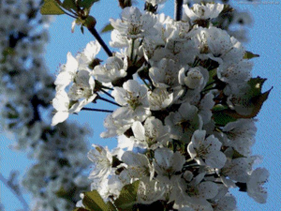 яблоня - яблоня, цветы, природа - предпросмотр