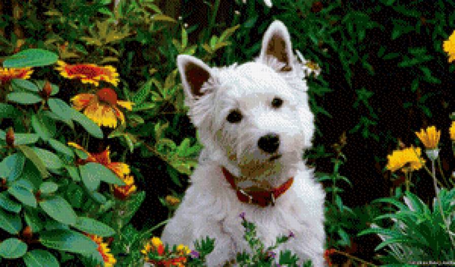 щенок - цветы, собака, природа, щенок - предпросмотр