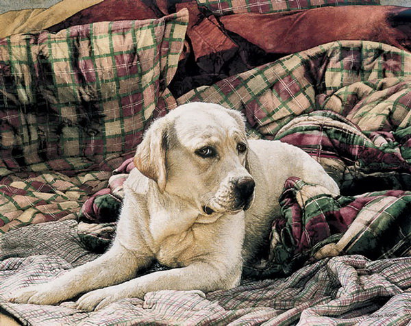 Лабрадор - собаки, животное, собака - оригинал