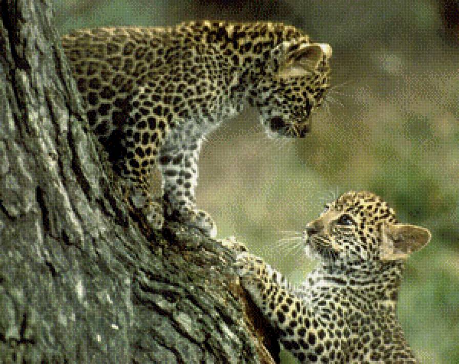 котята рыси - предпросмотр