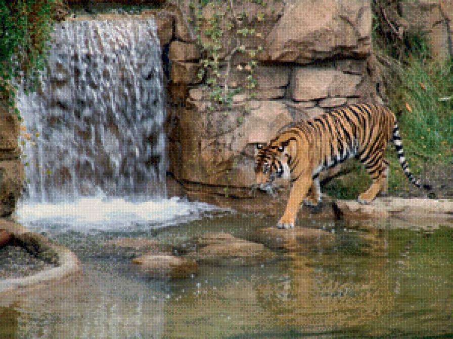 тигр в воде - предпросмотр