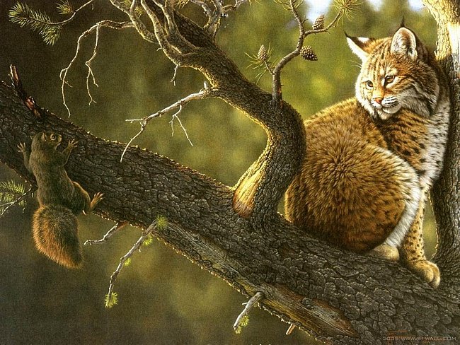 Рысь и белка - животные, природа, картина - оригинал