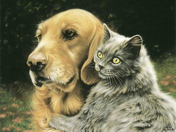 друзья - животные, кошка, собака, дружба - оригинал