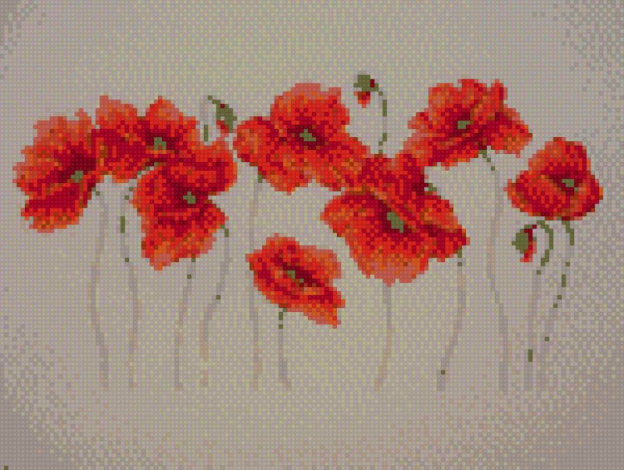 маки бородея - букет - предпросмотр