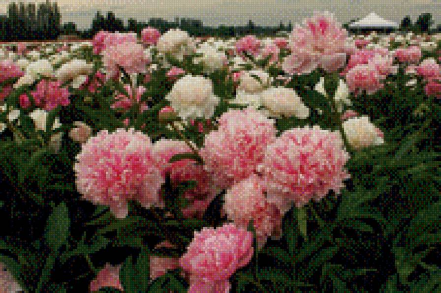 пионы - пионы, пейзаж, цветы - предпросмотр