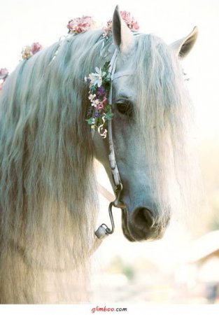 белая лошадь - животные, лошади - оригинал