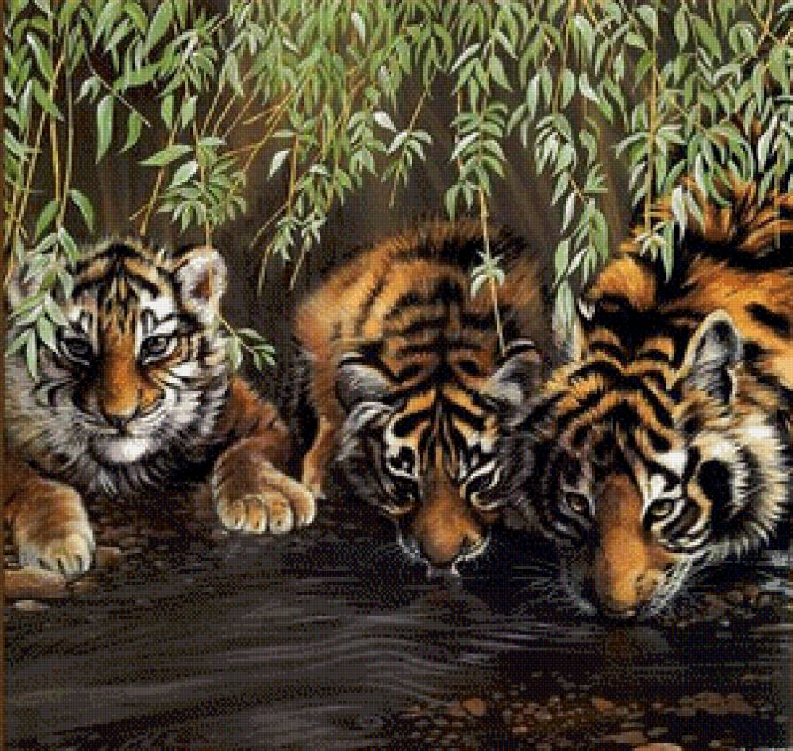 тигры у реки - предпросмотр