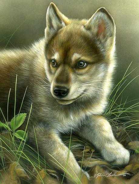 Волчёнок - природа, животные, волки - оригинал