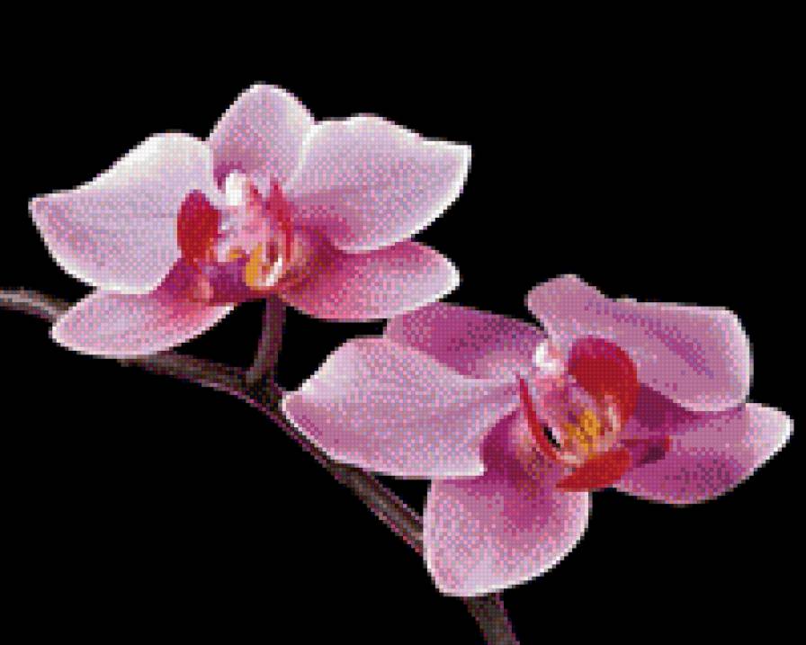орхидея1 - цветы - предпросмотр