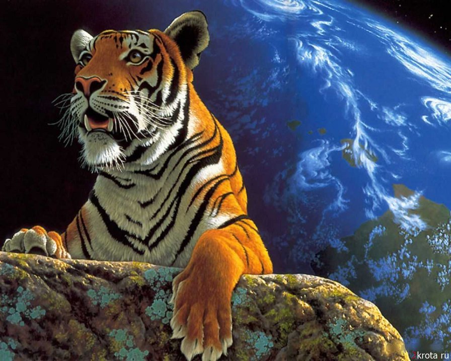 0167 - животные, тигр, кошка, ночь, природа, расота - оригинал