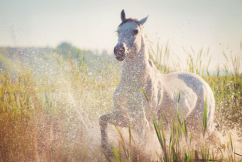 Лошадка1 - оригинал