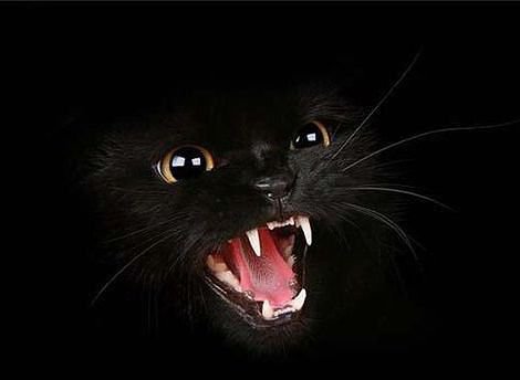черный кот - животные, кошки - оригинал