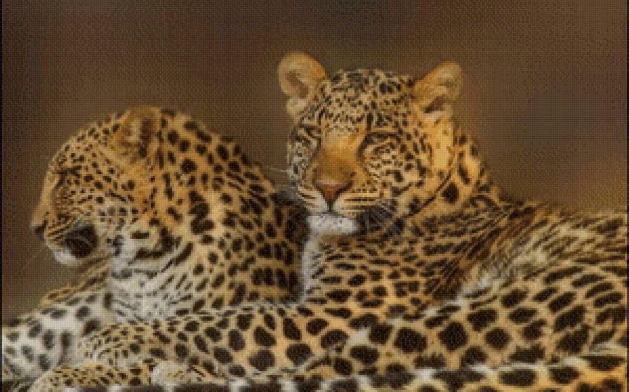 леопарды - гепард, леопард, животные, звери - предпросмотр
