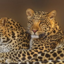 Схема вышивки «леопарды»