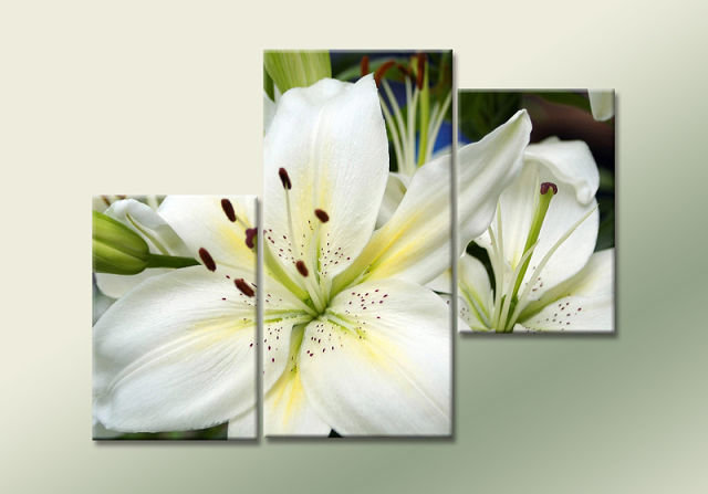 триптих белая лилия - цветок, красота, лилия, триптих - оригинал