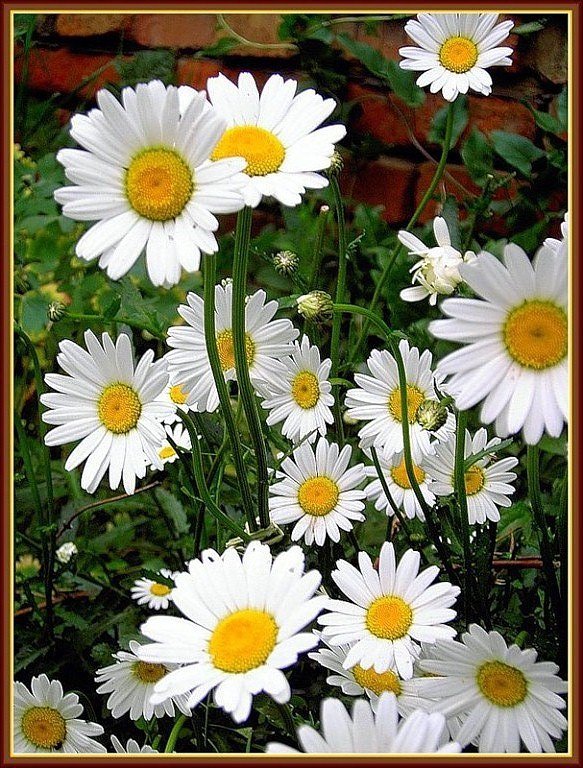 №503731 - оригинал