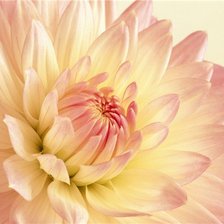 Схема вышивки «адщцук»