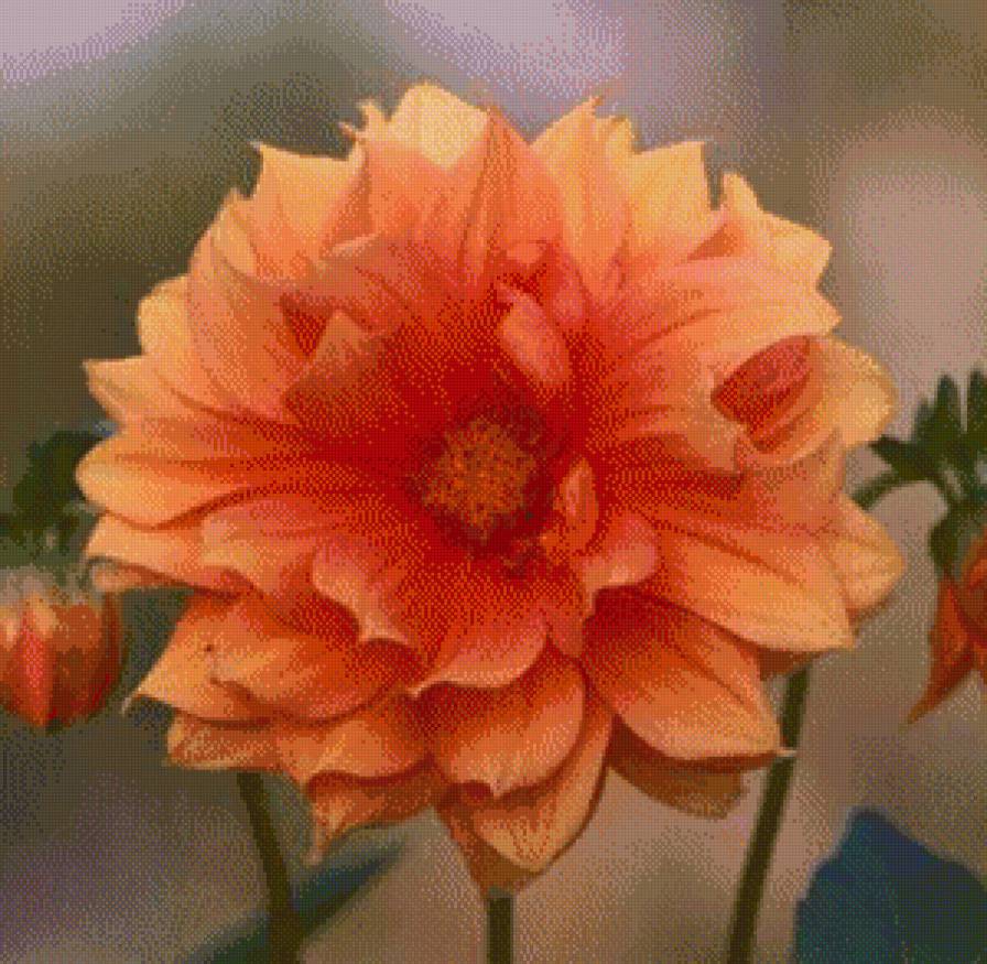 гёргины - цветы.георгины - предпросмотр