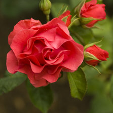 Схема вышивки «роза»