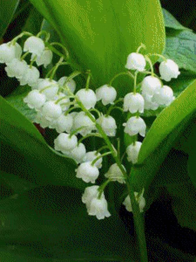 ландышы - цветы.ландыши - предпросмотр