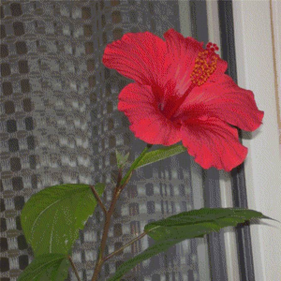 гибискус - цветы.гибискус - предпросмотр