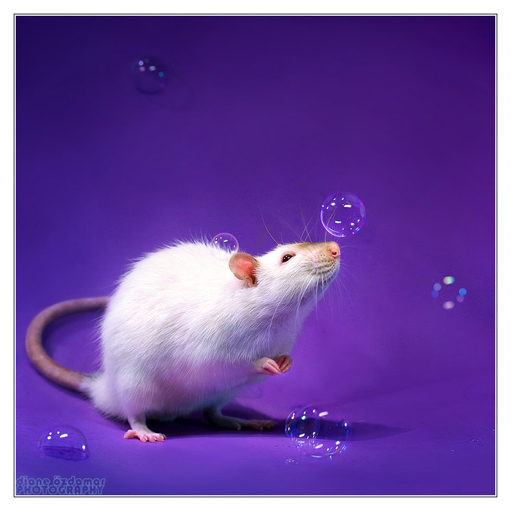 крыски - оригинал