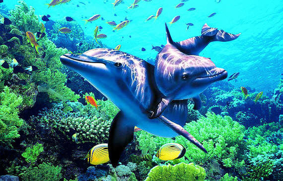 дельфины - море, рыбы, вода - оригинал