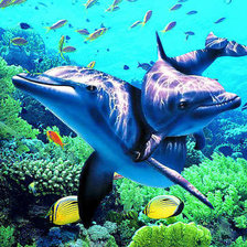 Схема вышивки «дельфины»