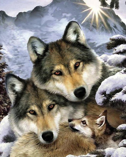 Волки - животные, волки, зима - оригинал